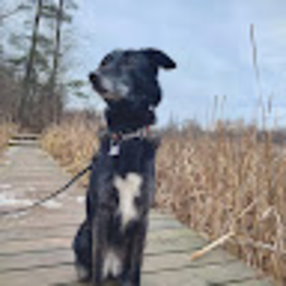 Meet your Posher, Anson - Picture 1 of 1